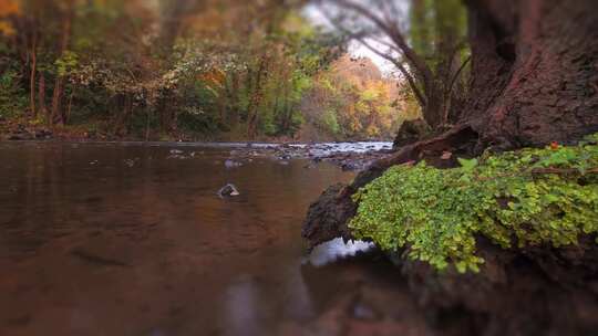 秋季森林河流流水延时摄影小河流水