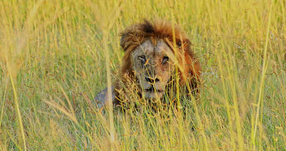 老雄狮Panthera leo躺在草地上