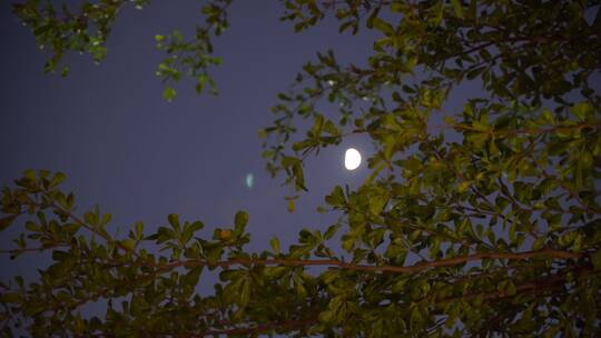 月亮树林弯月树木风吹树叶森林夜空天空黑夜