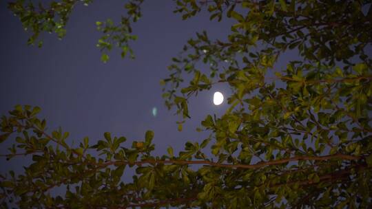 月亮树林弯月树木风吹树叶森林夜空天空黑夜视频素材模板下载