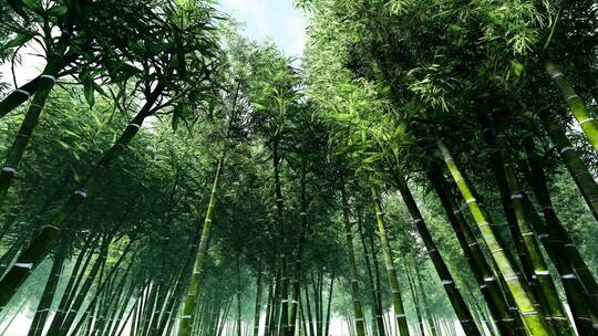 场景-树林-竹林视频素材模板下载