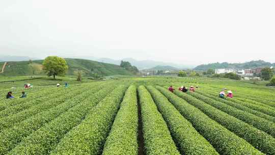 杭州西湖龙井茶园龙坞茶园航拍