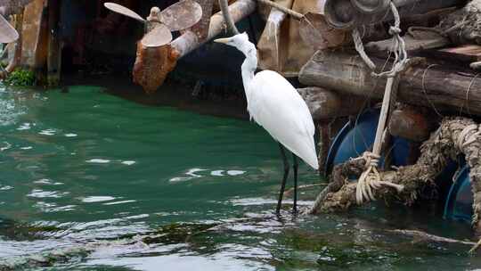 渔港码头的白鹭海鸟在觅食【4K】