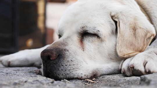 睡在地板上的成年拉布拉多犬的枪口