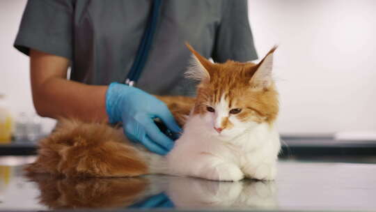 戴手套的女兽医在动物医院做猫健康检查