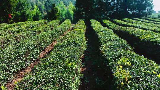 贵州省威宁县香炉山茶园