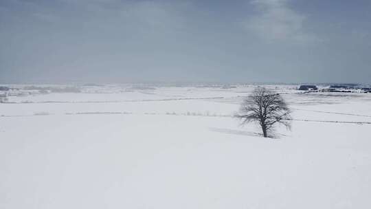 雪地孤树全景