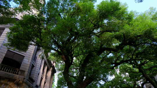 广州老街沙面大街历史景观欧式建筑