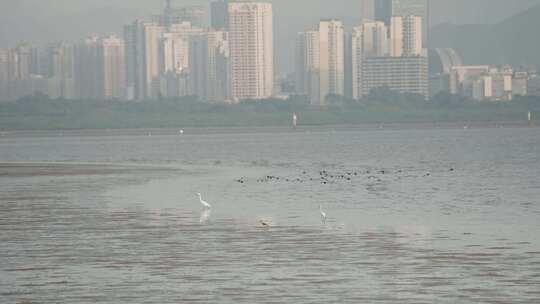 深圳湾红树林湿地生态