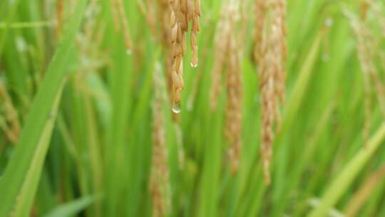 成熟的稻穗水稻特写雨露水珠田野