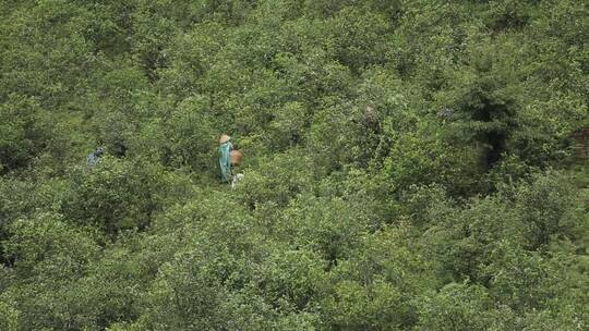 茶农在茶山上采茶