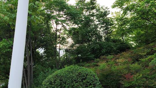 疫情街道街头小区绿色植物街头实拍