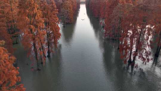 航拍南京六合池杉湖秋景