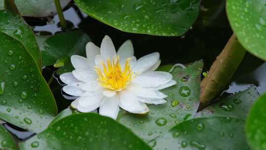 雨中盛开的唯美白色睡莲