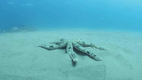 海星在海底爬行视频素材模板下载