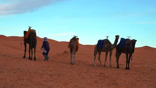 人在沙漠里牵着骆驼行走