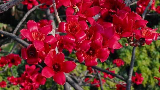 木棉花特写素材