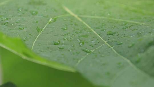 雨后树叶上的露水/空镜头