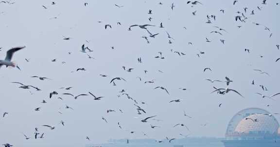 4K海边飞翔的海鸥