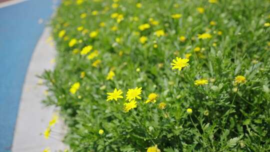 公园路边的小菊花