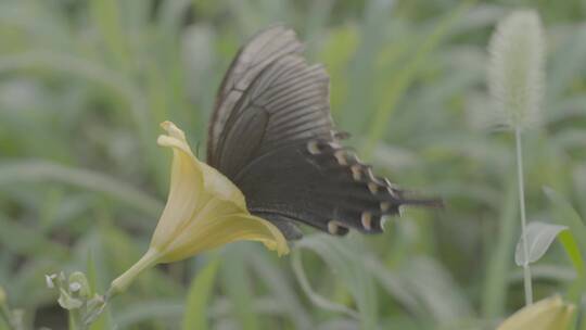 黑色蝴蝶飞动翅膀采蜜LOG视频素材模板下载