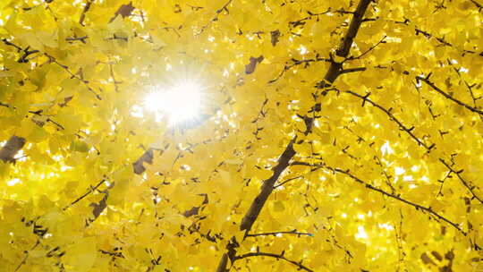 金秋银杏叶隙的阳光