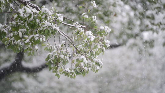 下雪飘雪循环素材