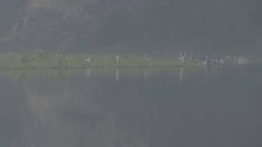 白鹭苍鹭栖息地LOG视频素材模板下载