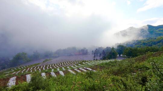 夏天大山里乡村雨后云雾翻滚缭绕太美了！