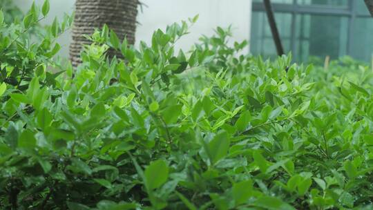 雨天植物秋雨风光景色