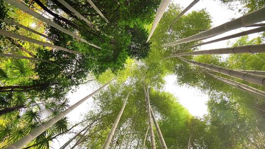 大自然风景美丽的竹海竹林竹子枝繁叶茂