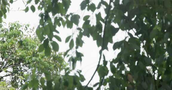 树叶 树林快速转场镜头