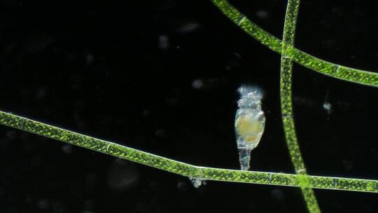 浮游生物动物素材，显微镜下的轮虫2