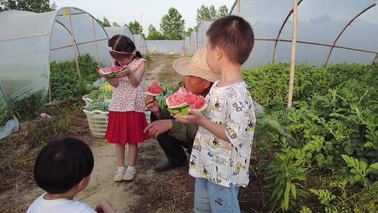 西瓜种植基地