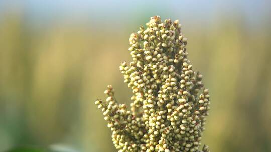 北方农村现代农业种植高粱杂粮25帧原素材