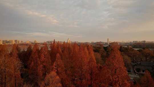 南京玄武湖水杉