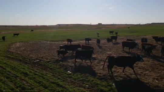 4K草原上的牛群