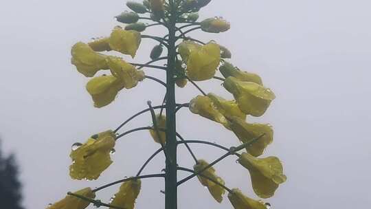 菜花小黄花寒风中摇曳微距花朵上的露珠微距