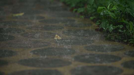 暴雨落在地面上