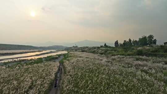 田野草地植物女孩绿色农田自然户外航拍视频素材模板下载