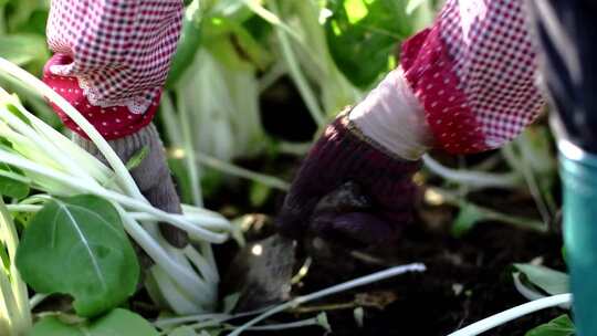 新鲜有机蔬菜农业种植生产基地视频素材