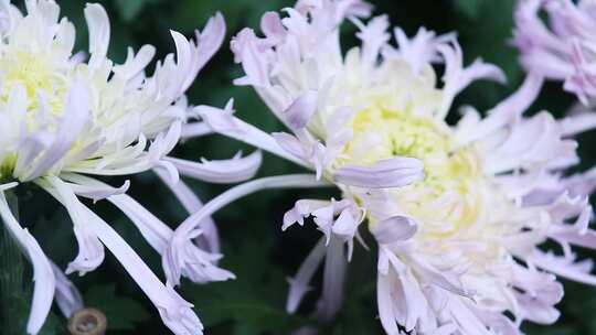 淡紫色丝状 紫菊花 多层菊花 0721视频素材模板下载