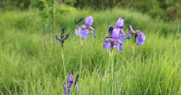 野生药用植物紫花鸢尾