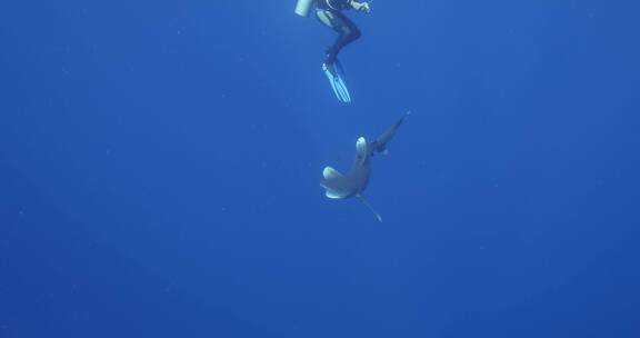鲨鱼向潜水员游去