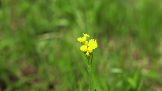 呼伦贝尔草原旅游草地玩耍女孩奔跑放飞气球