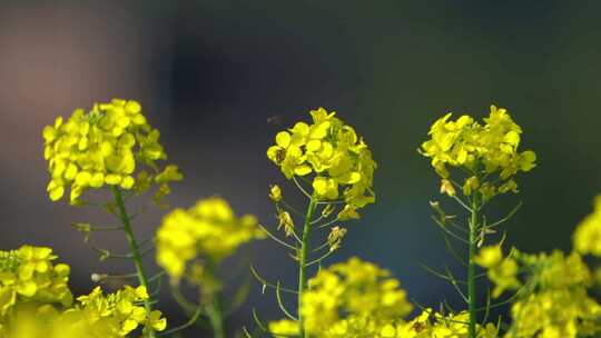 油菜花花海