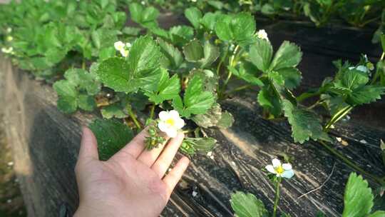 凤梨草莓 草莓 草莓叶 草莓幼苗 植物 水果