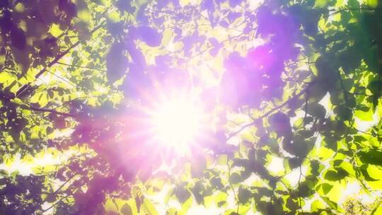 阳光透射树叶的特写镜头