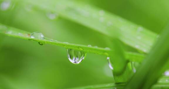 叶子上的露珠水珠雨珠特写