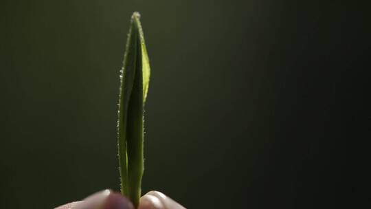 茶叶嫩芽视频素材模板下载